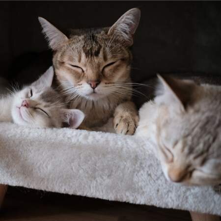 7 Cat Cafes In Singapore To Relieve Stress Purr-fectly 